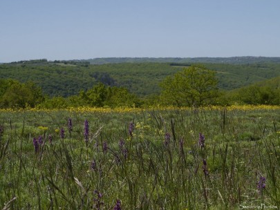 Natuurschoon